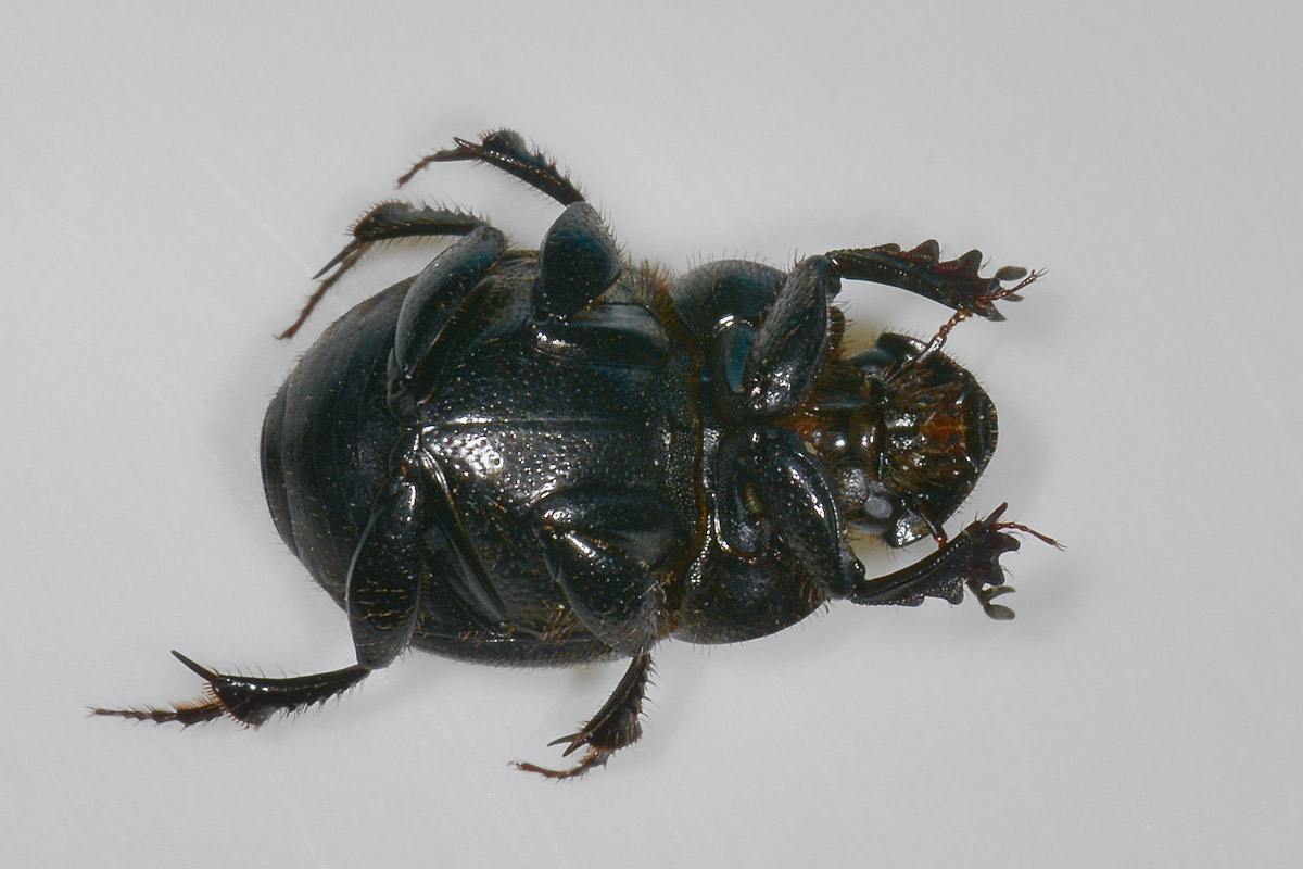 Onthophagus verticicornis, femmina, Scarabaeidae